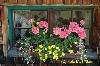 das blumenfenster.jpg